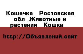 Кошечка - Ростовская обл. Животные и растения » Кошки   